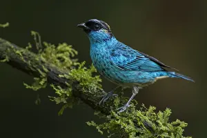 Naped: Golden-naped Tanager (Tangara ruficervix) Valle