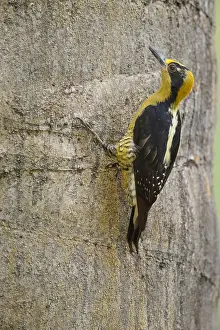 Naped: Golden-naped Woodpecker - Female Golden-naped Woodpecker