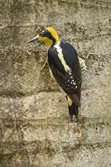 Naped: Golden-naped Woodpecker - Female Golden-naped Woodpecker