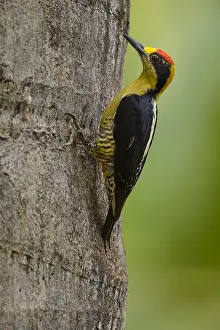 Naped: Golden-naped Woodpecker - Golden-naped Woodpecker