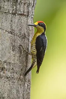 Naped: Golden-naped Woodpecker - Golden-naped Woodpecker