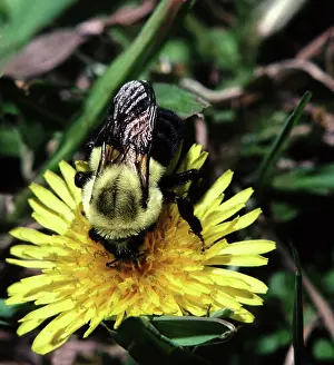 Bombus: Golden Northern Bumble Bee
