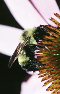 Bumble: Golden Northern Bumblebee