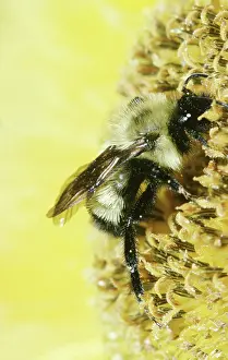 Bumble: Golden Northern Bumblebee