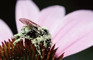 Bombus: Golden Northern Bumblebee