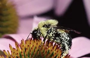 Bombus: Golden Northern Bumblebee