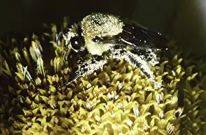Bombus: Golden Northern Bumblebee