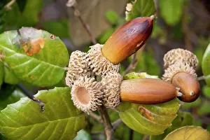 Acorns: Golden Oak - foliage and acorns