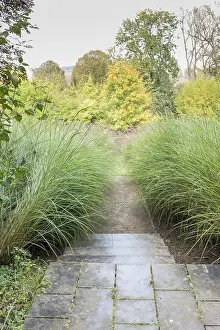Stair: Golden oat in a garden, autumn, Somme, France