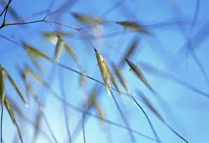 Stipa: Golden Oats