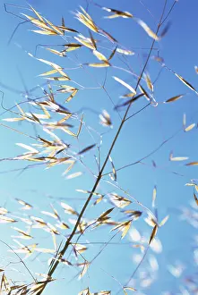 Stipa: Golden Oats
