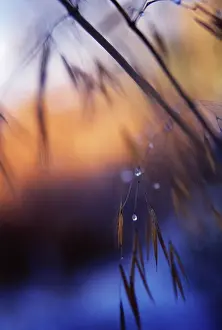 Stipa: Golden Oats