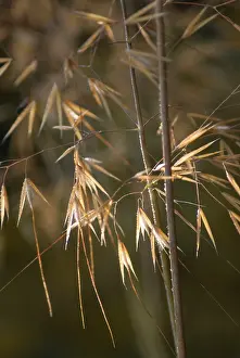 Stipa: Golden oats