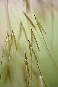 Stipa: Golden Oats