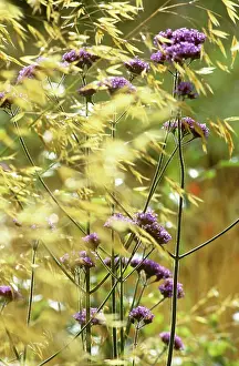 Verbena: Golden Oats