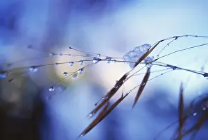 Moisture: Golden Oats