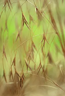 Gigantea: Golden oats