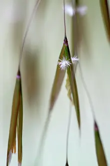 Stipa: Golden oats, Stipa gigantea, Very close view of
