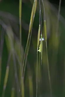 Stipa: Golden oats, Stipa gigantea, Very close view of
