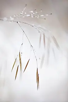 Gigantea: Golden oats, Stipa gigantea, A panicle of the brown
