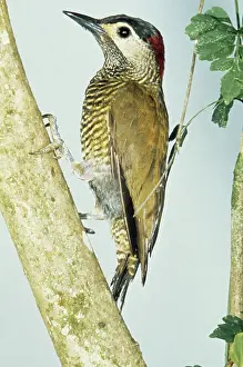 Colaptes: Golden-olive Woodpecker