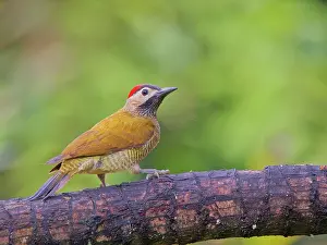 Olive: Golden Olive Woodpecker Colaptes rubiginosus Ecu