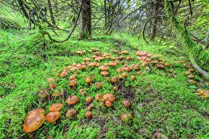 Hymenophore: Golden Orange Tricholoma (Tricholoma aurantium)