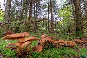 Hymenophore: Golden Orange Tricholoma ( Tricholoma aurantium