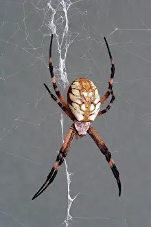 Cobwebs: Golden orb-weaver