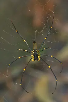 Edulis: Golden Orb-weaver - big and colourful spider on