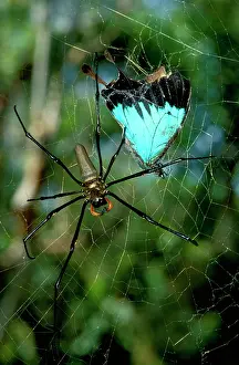 Maculata: A Golden orb-weaver - female spider with captured