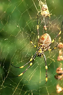 Nephila: A Golden orb-weaver - female spider in web with