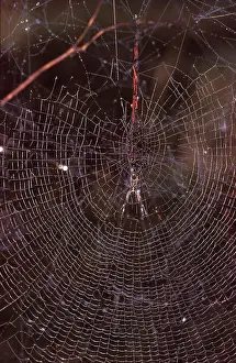 Nephila: A Golden orb-weaver - female spider in web