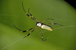 Nephila: Golden orb-weaver spider