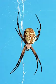 Cobwebs: Golden Orb-weaver Spider