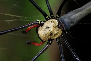 Nephila: Golden Orb-weaver Spider