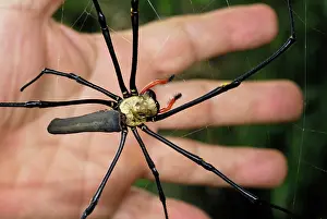 Nephila: Golden Orb-weaver Spider