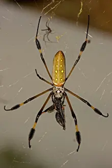 Nephila: Golden Orb Weaver Spider - female eating wasp