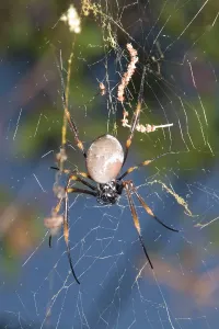 Eric Lindgren: Golden Orb Weaver spider - male approaches a female