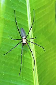 Dimorphism: Golden Orb Weaver Spider (Nephila sp.)