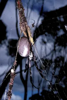 Cobwebs: Golden Orb-weaver spider - with much smaller male