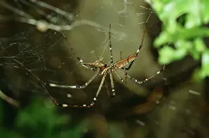 Nephila: Golden Orb-Weaver SPIDER - young female feeding