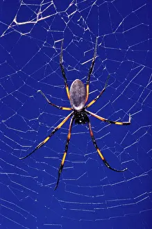 Cobwebs: Golden Orb-web Spider