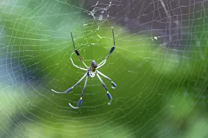 Nephila: Golden Orb-Web Spider