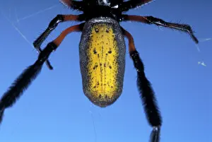 Nephila: Golden Orb-web Spider - detail of the abdomen