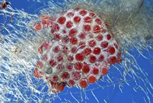 Nephila: Golden Orb-web Spider - Eggs in silk cocoon
