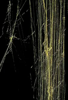 Nephila: Golden Orb-web Spider - Golden silk