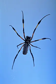 Nephila: Golden Orb-web Spider - On its web