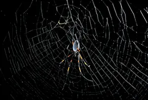 Nephila: Golden Orb-web Spider - on its web
