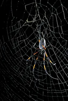 Nephila: Golden Orb-web Spider - on its web